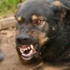 В Пензе 3000 человек пострадало от укусов бездомных собак