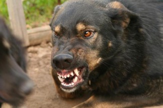 В Пензе 3000 человек пострадало от укусов бездомных собак