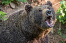 Смерть от зубов хищника: медведь разорвал своего хозяина