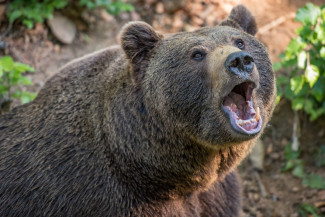 Смерть от зубов хищника: медведь разорвал своего хозяина