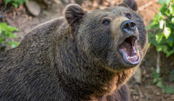 Смерть от зубов хищника: медведь разорвал своего хозяина