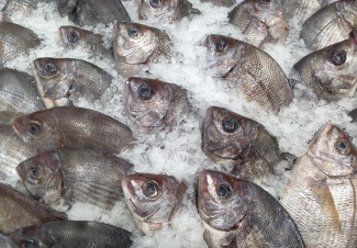 В Пензенскую область завезли рыбу, зараженную опасными личинками