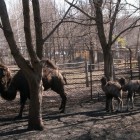 В Пензенском зоопарке Кабирия позаботилась о приемном верблюжонке