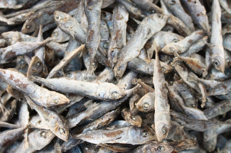 В Пензе полицейские задержали любителя соленой рыбы