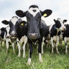 С начала 2016 года пензенские коровы дали 70 тонн молока