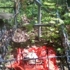 Безумный ритуал с обезглавленным петухом на кладбище шокировал пензенцев 