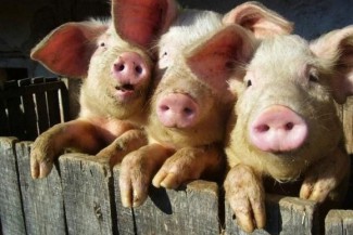 Жители Рязани снова смогут покупать пензенскую свинину