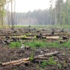 В Пензенской области ущерб от незаконной вырубки деревьев составил более 20 тысяч рублей