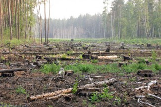 В Пензенской области ущерб от незаконной вырубки деревьев составил более 20 тысяч рублей