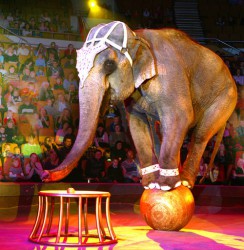 Пензенцы выступят за цирк без животных