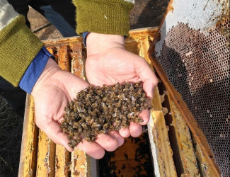 Экологическая катастрофа? В России массово исчезают пчелы
