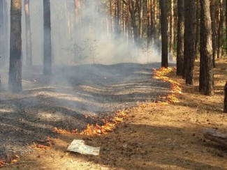 В Пензенской области горит лес