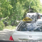 Серьезная пробка на улице Лермонтова в Пензе: на дорогу рухнуло дерево