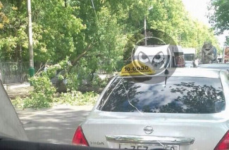 Серьезная пробка на улице Лермонтова в Пензе: на дорогу рухнуло дерево