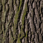 Черные лесорубы «наломали дров» в лесу на территории Кузнецка 
