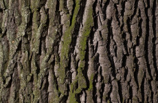Черные лесорубы «наломали дров» в лесу на территории Кузнецка 