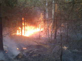 Крупный пожар в Пензенской области: огонь охватил 2,5 гектара леса