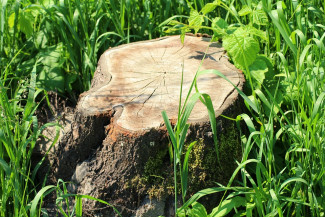 К сентябрю в Пензе спилят 850 аварийных деревьев 