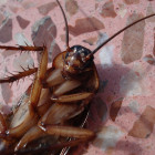 Закрытый город в Пензенской области штурмуют «засланные» тараканы
