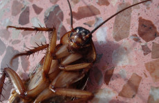 Закрытый город в Пензенской области штурмуют «засланные» тараканы