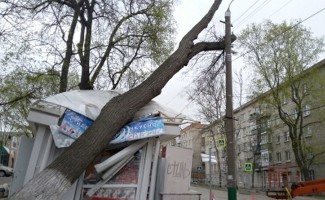 Штормовое предупреждение в Пензе: деревья падают на машины и торговые павильоны