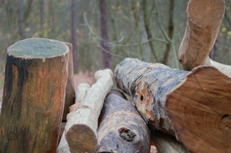 Смерть в лесу. В Пензенской области пожилого мужчину раздавило деревом