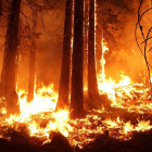 На тушение лесных пожаров выделят 6 млрд рублей