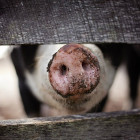 Серьезный пожар в Пензенской области уничтожил 40 голов свиней