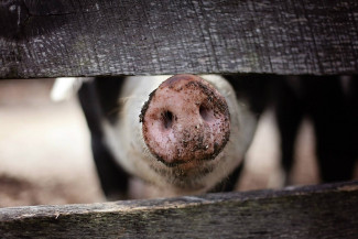 Серьезный пожар в Пензенской области уничтожил 40 голов свиней