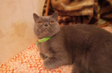 Кошку, которая «лечит похмелье и дружит с домовым», хотят продать за 15 млн