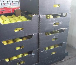 В Пензенской области уничтожили около центнера свежих яблок