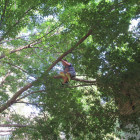 «Высоко сижу...»: пензенские спасатели сняли ребенка с дерева