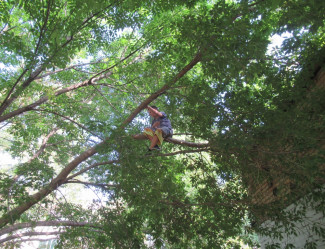 «Высоко сижу...»: пензенские спасатели сняли ребенка с дерева