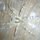 К жительнице Пензенской области приползли ядовитые пауки