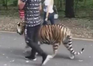 Прогулка с тигром. Пензенцев шокировал расхаживающий по улице хищник