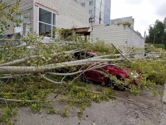 В Пензе сильный ветер повалил деревья на машины