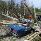 В Кузнецком районе опознали троих погибших при падении дерева на «семерку»