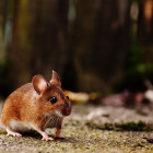 В Пензенской области участились случаи заражения мышиной лихорадкой 