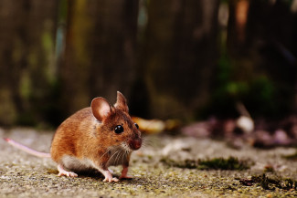 В Пензенской области участились случаи заражения мышиной лихорадкой 