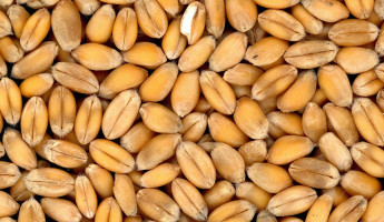 В Пензенской области злодей позарился на 900 кг зерна 
