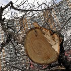 Пензенский водитель вырубил деревья во дворе ради личной парковки
