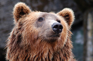 В Якутии медведь убил экс-депутата