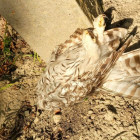 В Пензе садовое товарищество ответит за смерть краснокнижной птицы