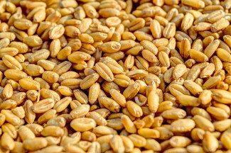 В Пензенской области злодей украл 200 килограмм пшеницы 