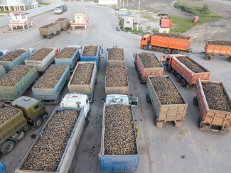 В Пензенской области собрали 2 млн тонн сахарной свеклы