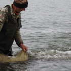 В Пензенское водохранилище выпустили около двух тонн рыбы