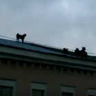 В Пензе на крыше «Гостиного двора» поселились животные