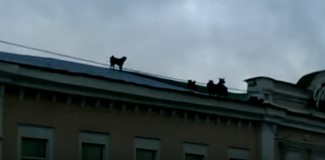 В Пензе на крыше «Гостиного двора» поселились животные