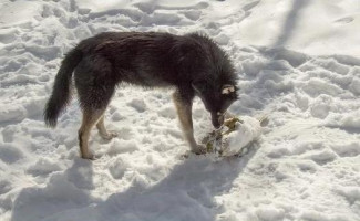 В соседнем с Пензой регионе собака нашла на улице человеческую голову
