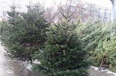 В Пензе открылись первые елочные базары